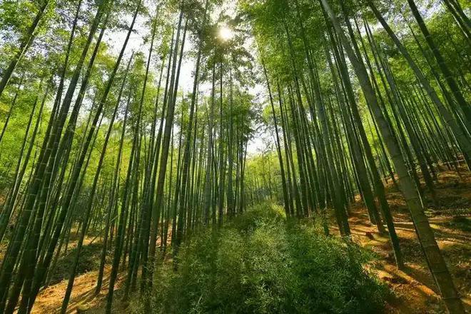 刘强东,又盯上一块“肥肉” 刘强东,又盯上一块“肥肉”