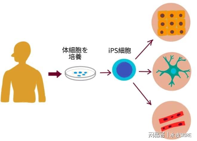 东京干细胞成吸金石，国内富豪秘密赴日：银座的熟人比陆家嘴还多