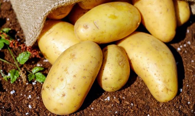 连土豆都得从中国进口，俄罗斯拉响警报，普京这次来想办3件事？