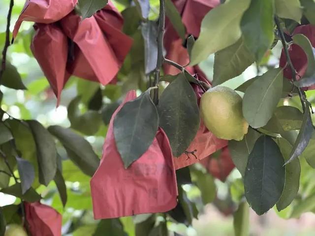 “身价暴涨”500%，狂卖10亿杯的超级单品，带飞一颗“酸果”