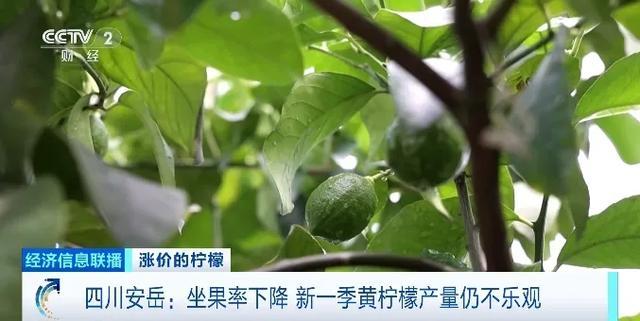 “身价暴涨”500%，狂卖10亿杯的超级单品，带飞一颗“酸果”