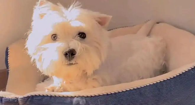 智元否认和宇树高价争抢春晚赞助席位，“送自家机器孩子上春晚跳舞要花1亿元？”