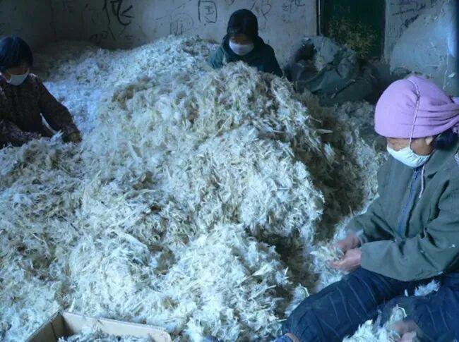 隐秘的羽绒帝国：河南小县，如何“捡”来了百亿生意？