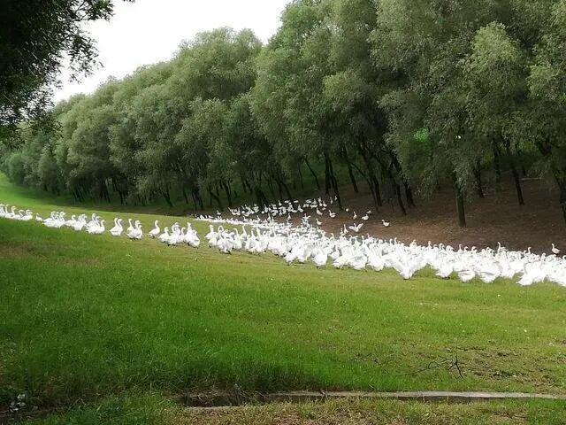 隐秘的羽绒帝国：河南小县，如何“捡”来了百亿生意？