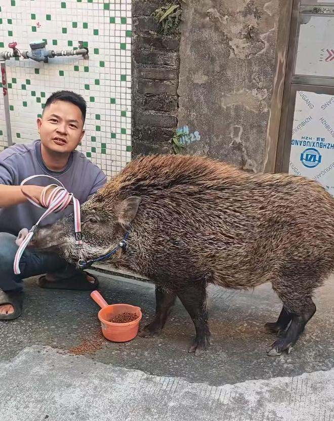 广州男子收养小野猪一年多从30斤长到150斤,曾有人开价5万购买遭拒 广州男子收养小野猪一年多从30斤长到150斤,曾有人开价5万购买遭拒
