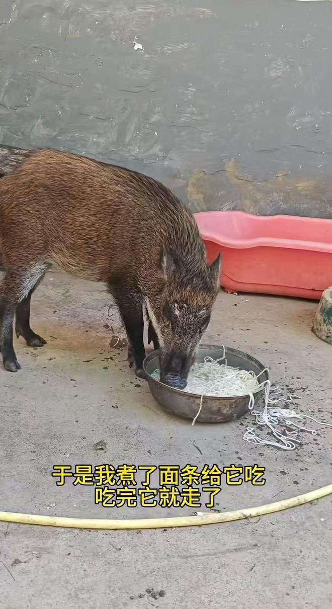 广州男子收养小野猪一年多从30斤长到150斤,曾有人开价5万购买遭拒 广州男子收养小野猪一年多从30斤长到150斤,曾有人开价5万购买遭拒