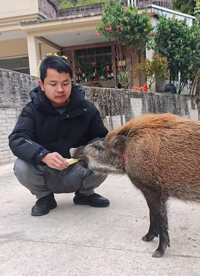 广州男子收养小野猪一年多从30斤长到150斤,曾有人开价5万购买遭拒 广州男子收养小野猪一年多从30斤长到150斤,曾有人开价5万购买遭拒