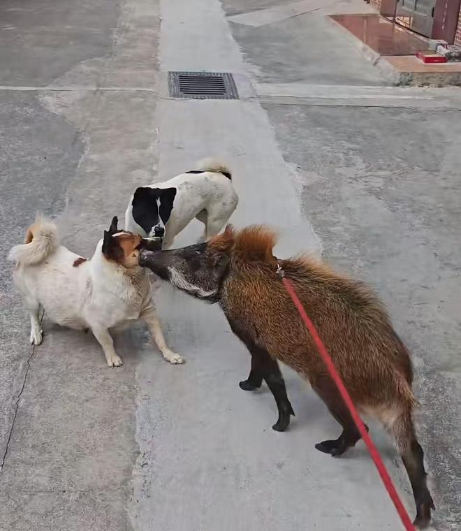 广州男子收养小野猪一年多从30斤长到150斤,曾有人开价5万购买遭拒 广州男子收养小野猪一年多从30斤长到150斤,曾有人开价5万购买遭拒