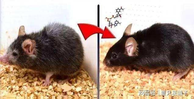 女富豪花2000万换血抗衰，点名要17-21岁小鲜肉，只为永葆青春？