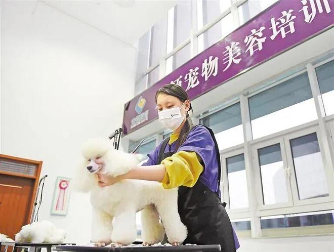 王宝强老家的“财富密码”：在毛孩子身上，一年赚两百亿