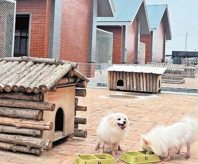 王宝强老家的“财富密码”：在毛孩子身上，一年赚两百亿