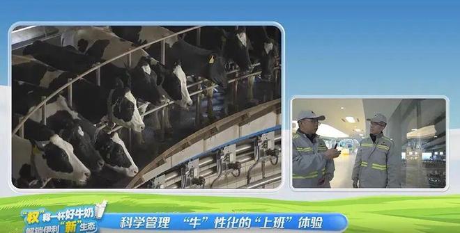 央视朱广权探访伊利牧场：发现了国产乳业崛起的秘密