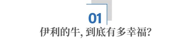 央视朱广权探访伊利牧场：发现了国产乳业崛起的秘密