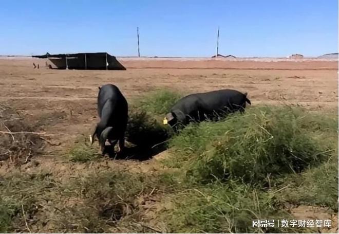 美媒：中国不可怕，可怕的是中国仅用10万头猪，解决了治沙难题