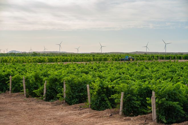 “地表最懂酒的总统”马克龙接过一瓶中国酒