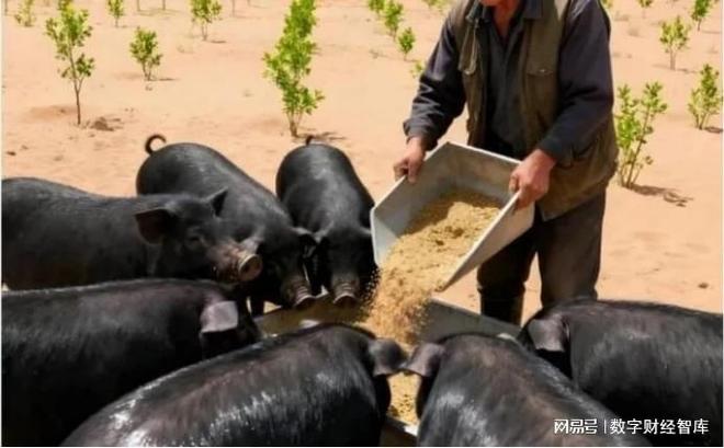 美媒:中国不可怕,可怕的是中国仅用10万头猪,解决了治沙难题 美媒:中国不可怕,可怕的是中国仅用10万头猪,解决了治沙难题